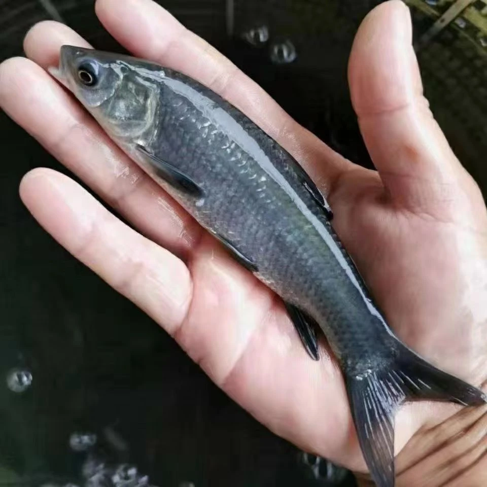 螺狮青鱼苗黑鲩鱼苗 活体水族