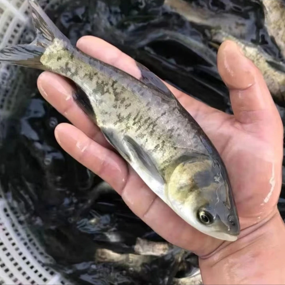 胖头鱼苗 花鲢鱼苗 大头鱼苗 雄鱼四大家鱼 活体包邮