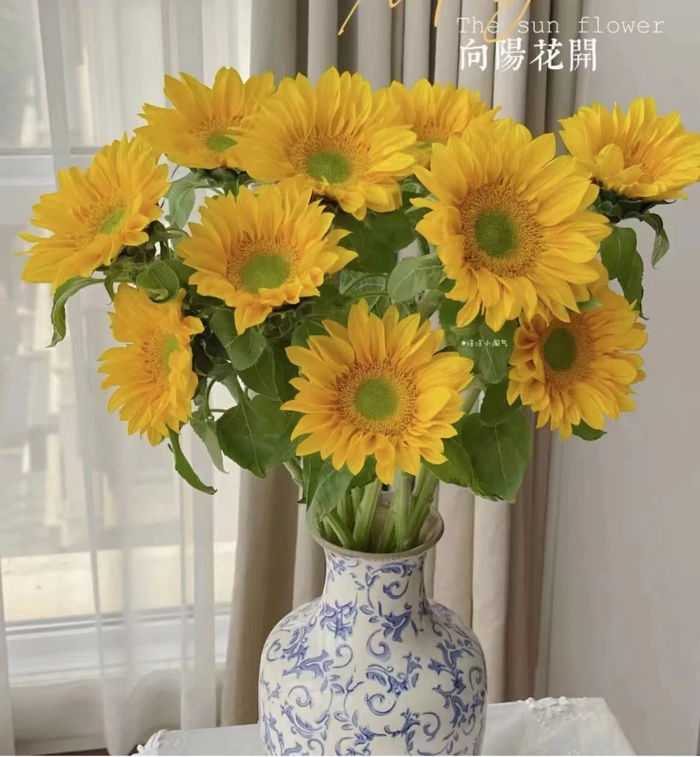 【绿心向日葵】绿心向日葵10枝，网红系花材开出来超大（坤）