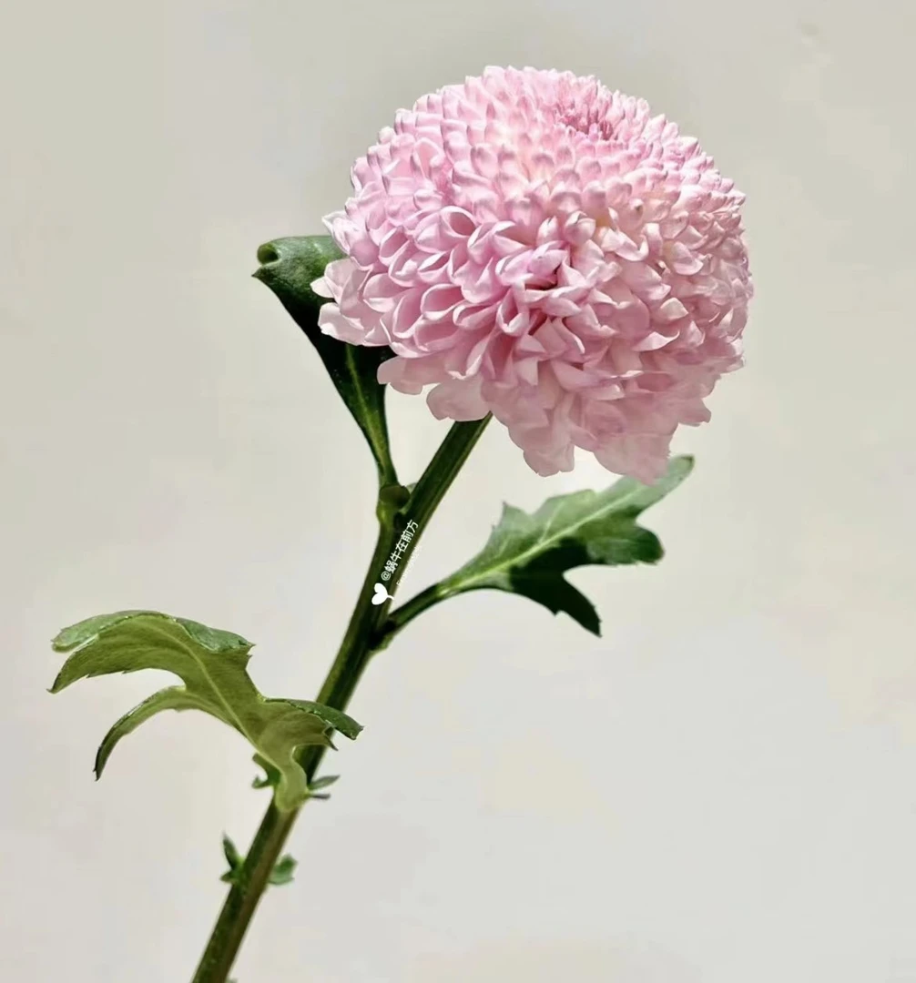 【粉乒乓菊】粉色乒乓菊10枝，圆球球花期长颜值高开出来（坤）
