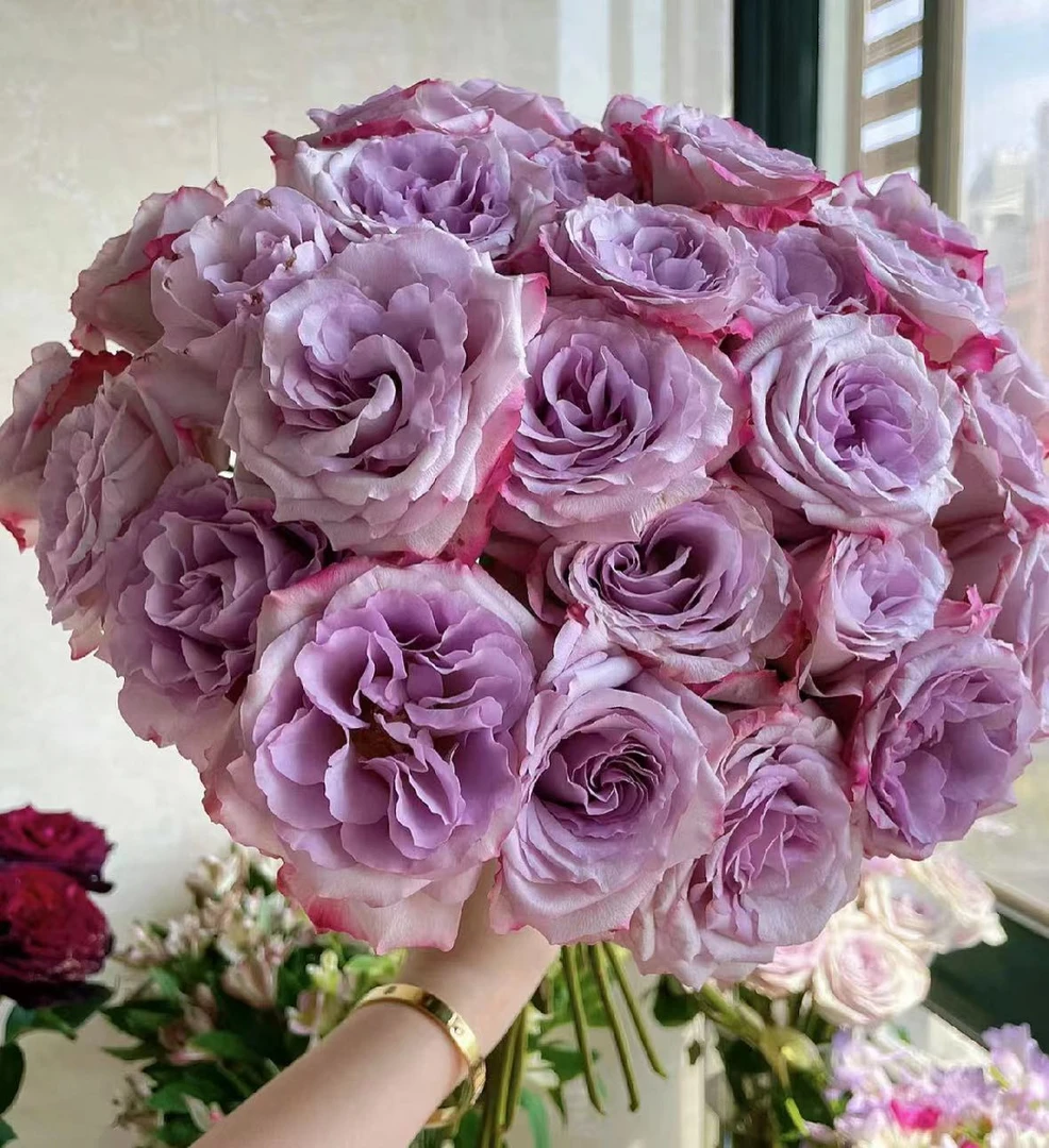 【多头气场】A级多头气场玫瑰10枝，有质感的紫色带红边（坤）