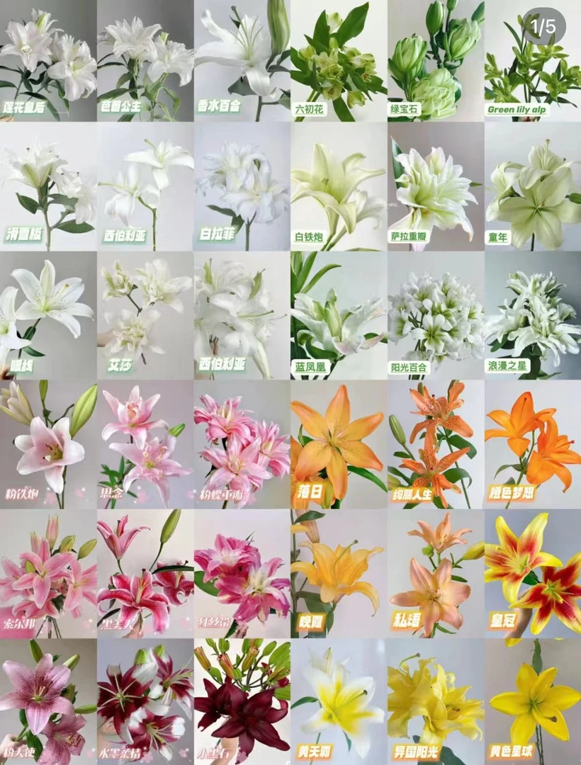 【百合小盒】随机香水百合10个花苞，颜色品种不选！！（坤）