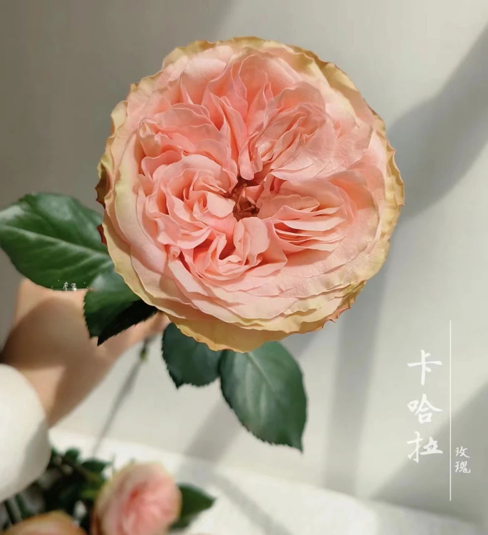 【卡哈拉】基地卡哈拉玫瑰20枝,橘粉色系奥斯汀稀有品种(坤)
