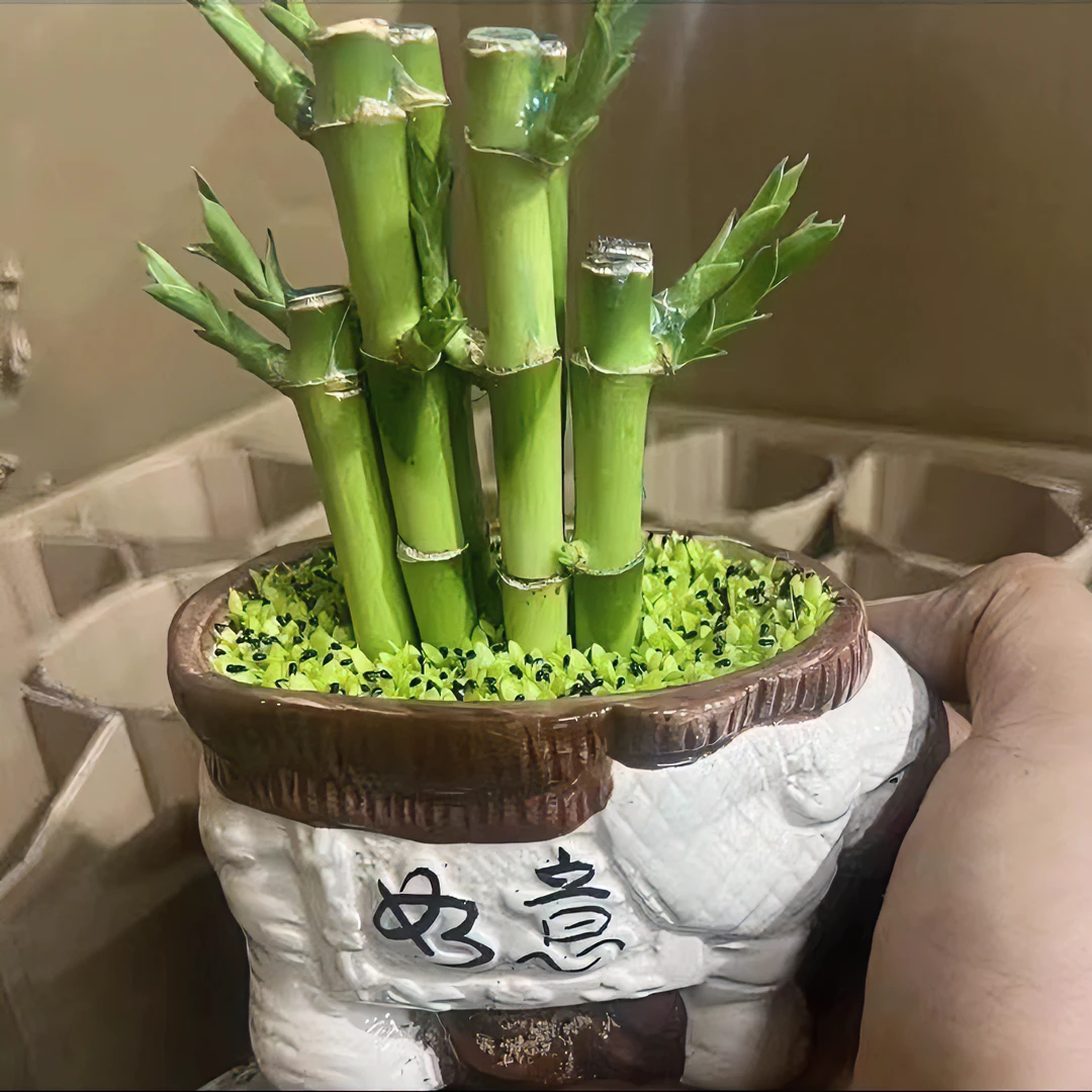 步步高小森林盆景（盆随机发）