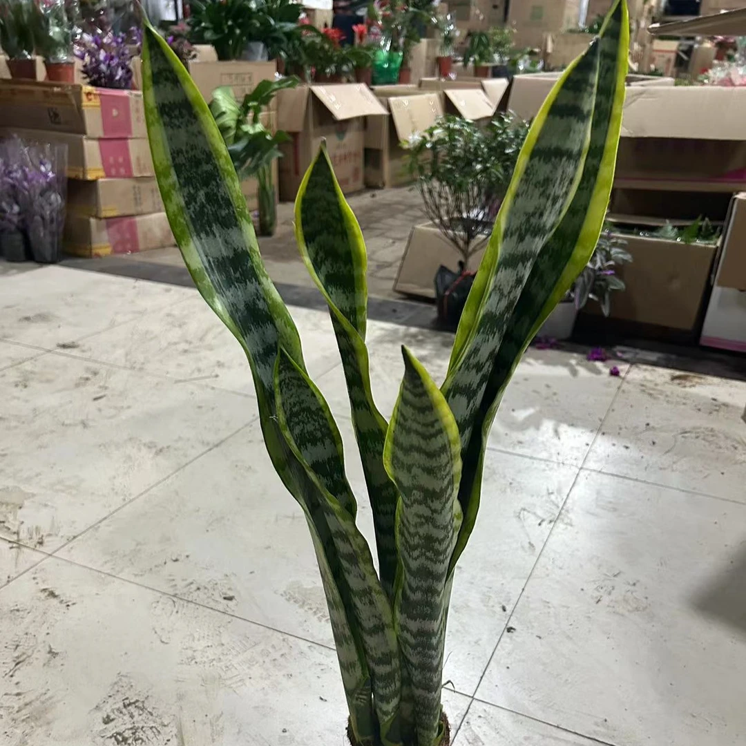 长虎皮兰绿植盆栽