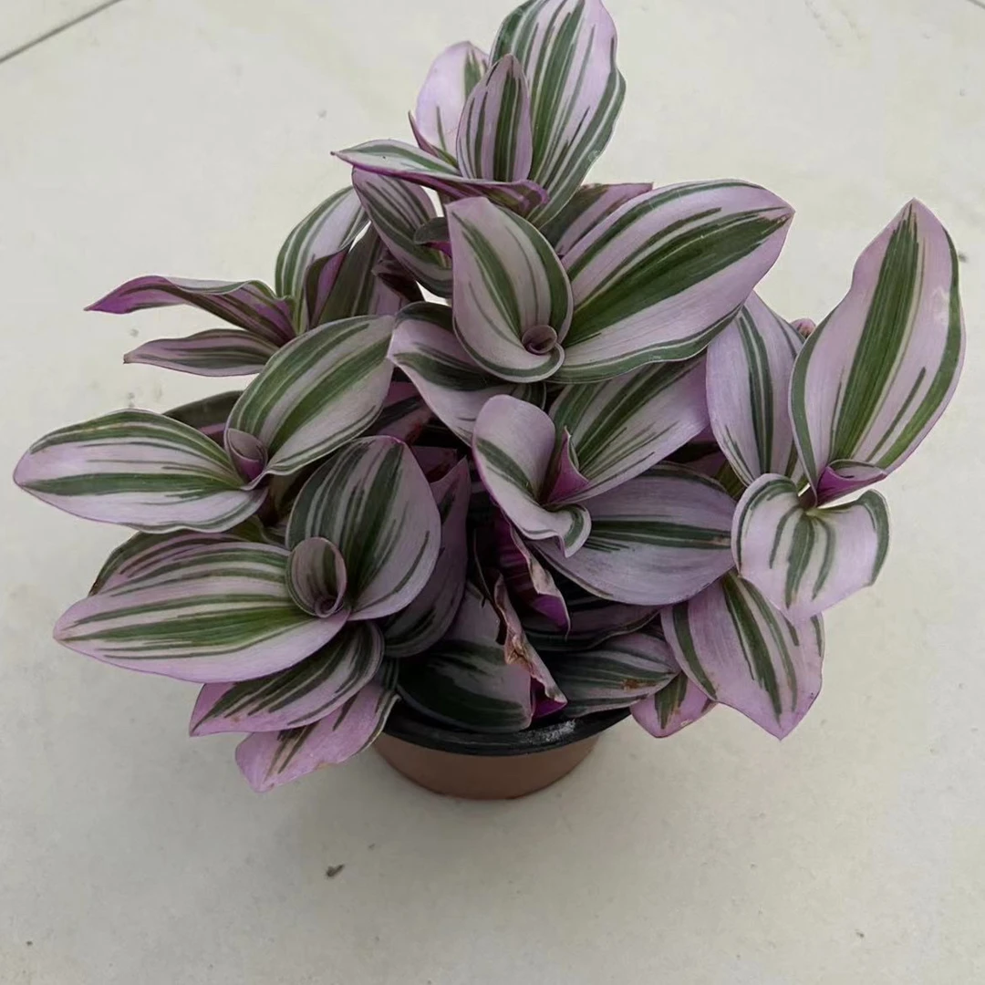 油画婚礼吊兰盆栽