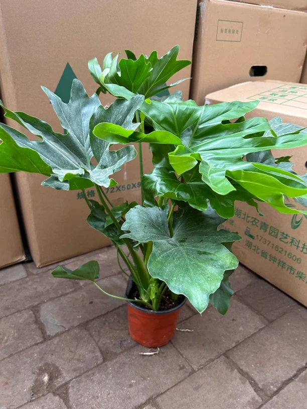 150春雨盆栽绿植刘