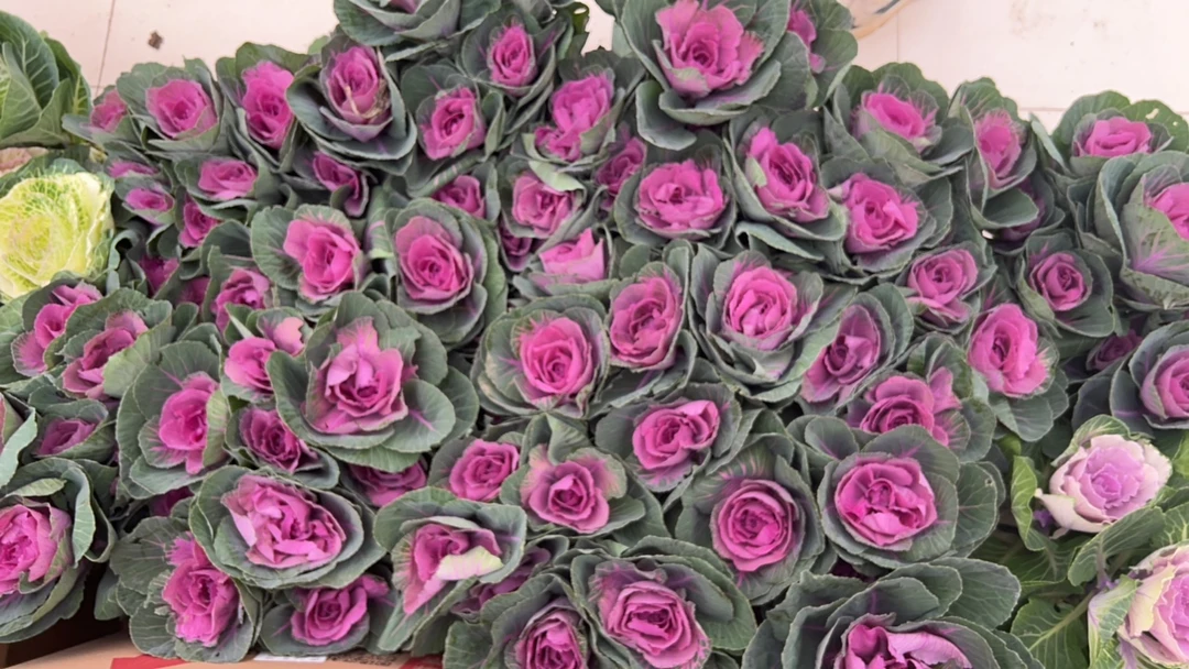 橄榄盆栽绿植.....