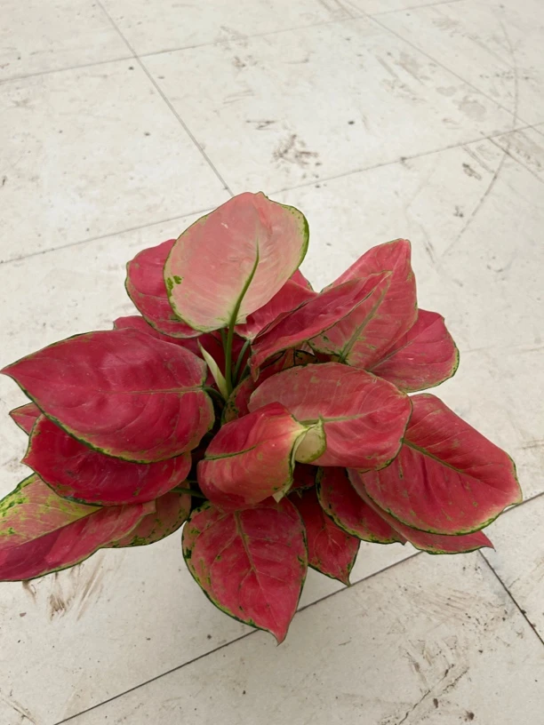 160吉利红盆栽绿植1