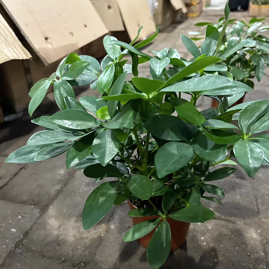 招财树盆栽.....