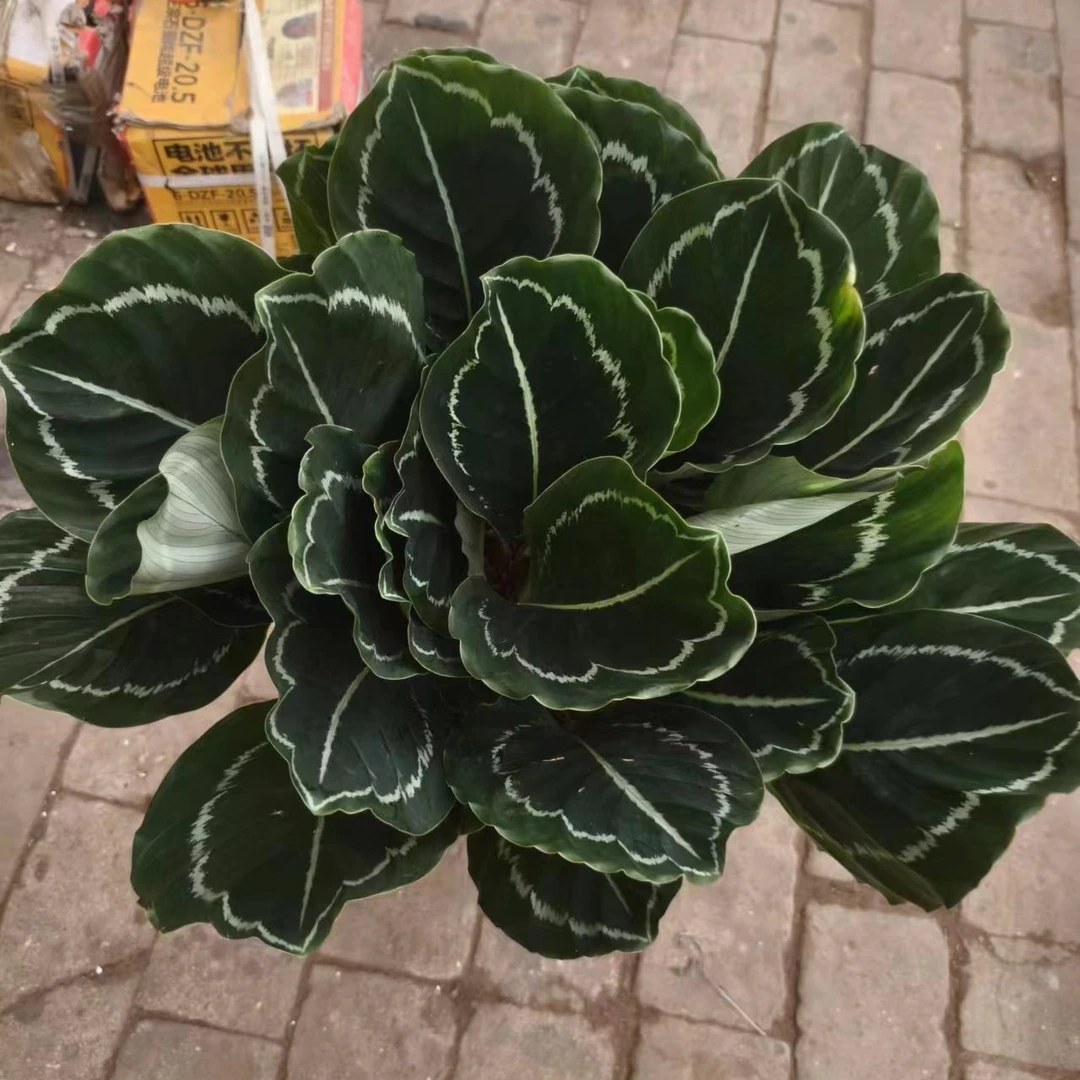 210绿美丽竹芋绿植盆栽1