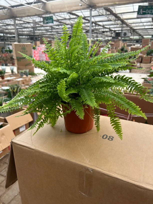 160波斯顿觉盆栽1