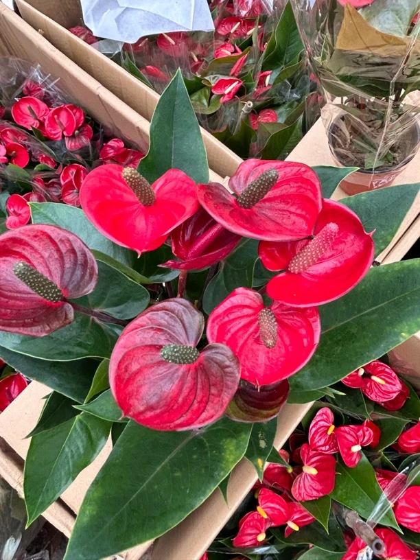 小娇红掌盆栽绿植