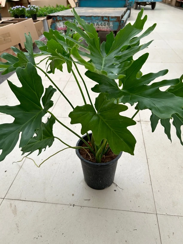 大盆春雨室内盆栽