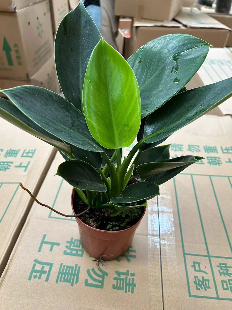 140绿公主盆栽绿植刘