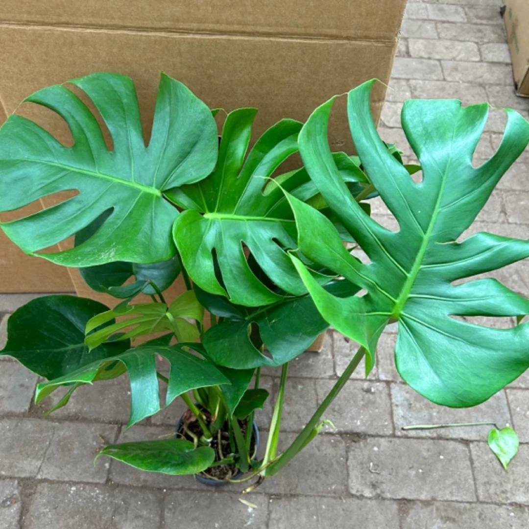 170龟背竹盆栽绿植