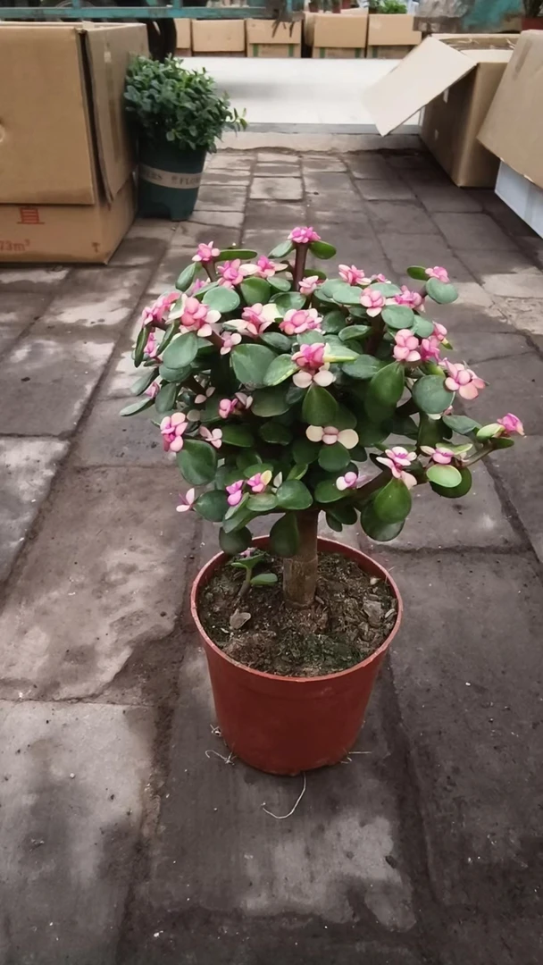 独杆金枝盆栽绿植   延