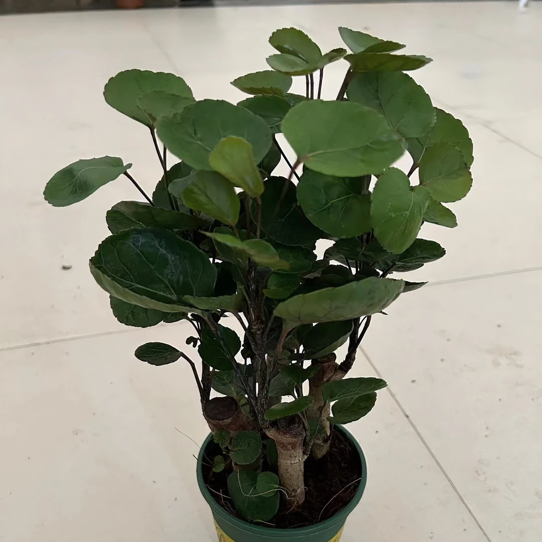 加伦盆金钱兜盆栽易养（送赠品）