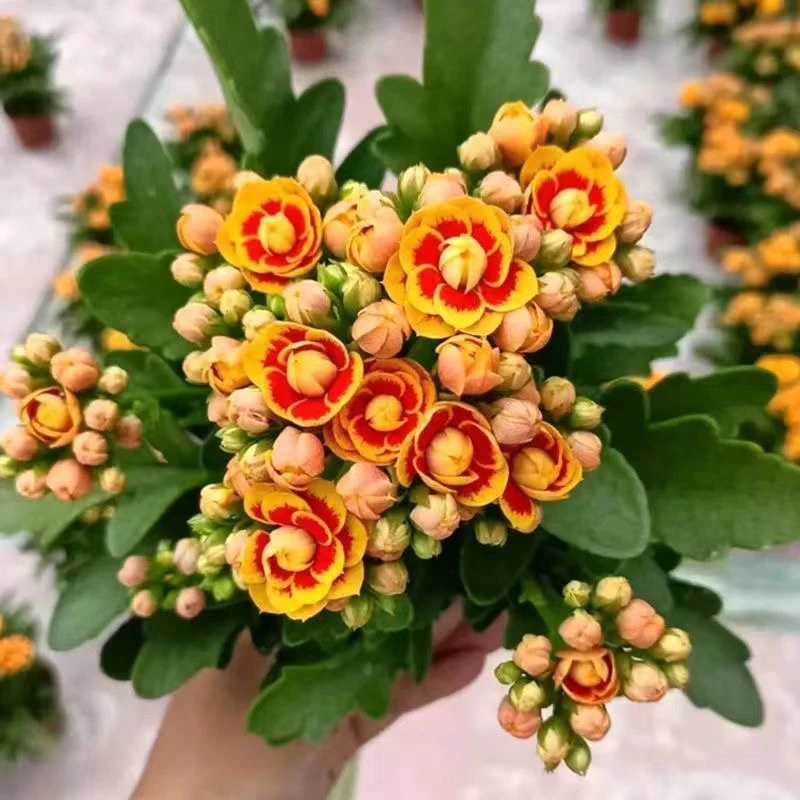 洛桑长寿花盆栽..