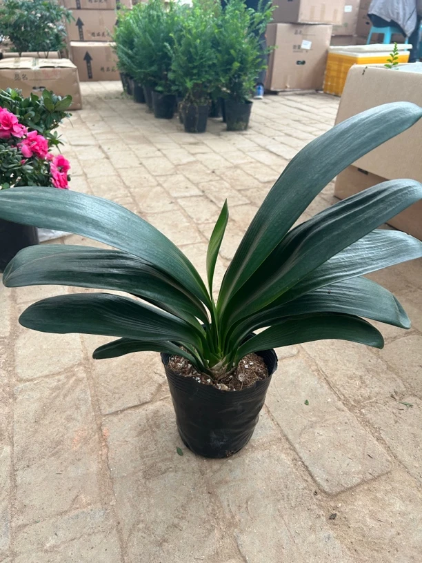 精品君子兰盆栽。