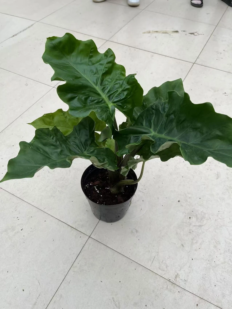 海芋盆栽绿植花卉