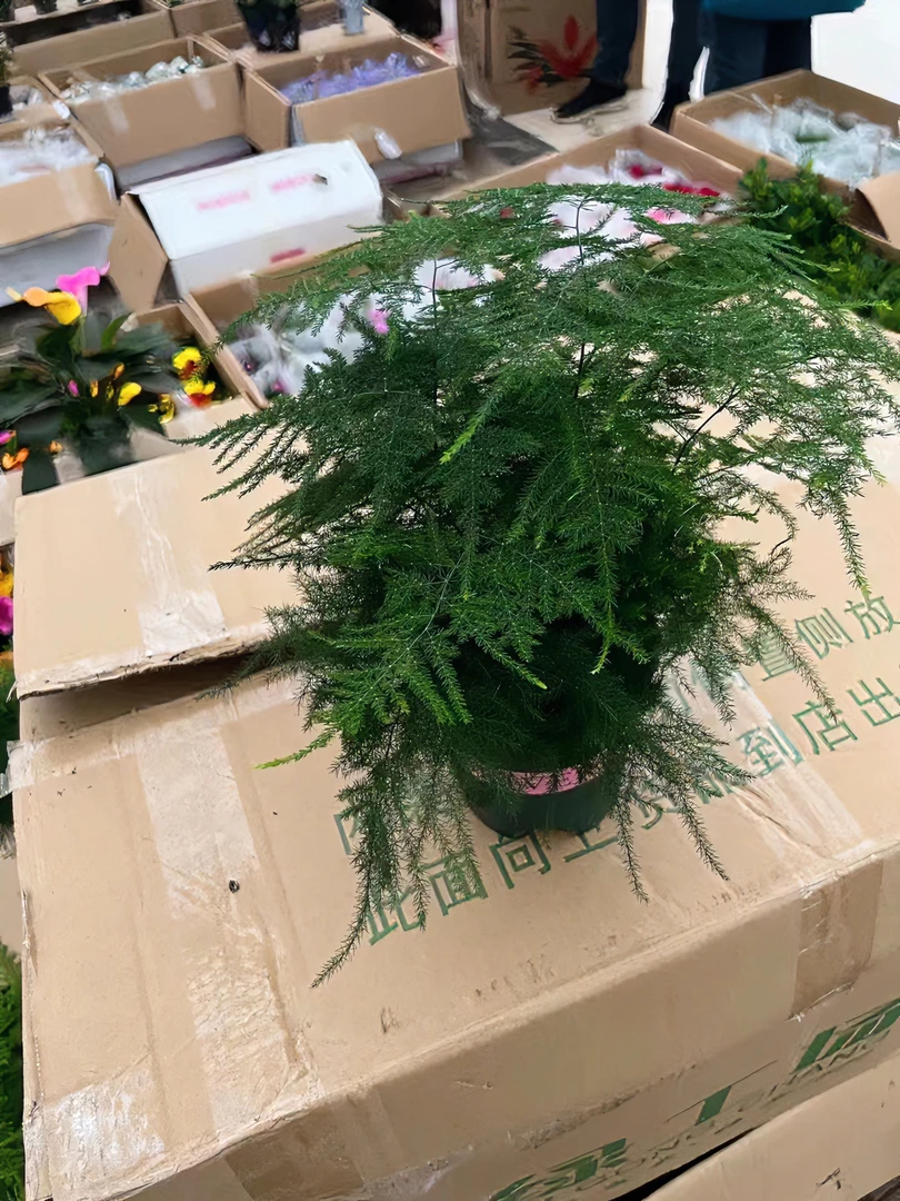 加仑盆文竹盆栽盆景