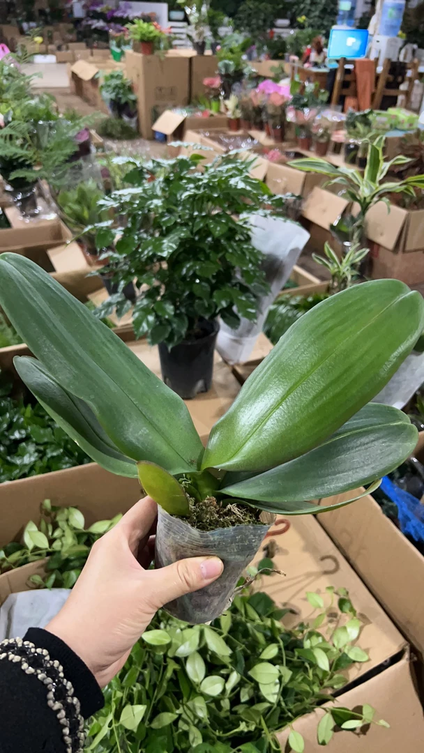 大辣椒蝴蝶兰盆栽带花