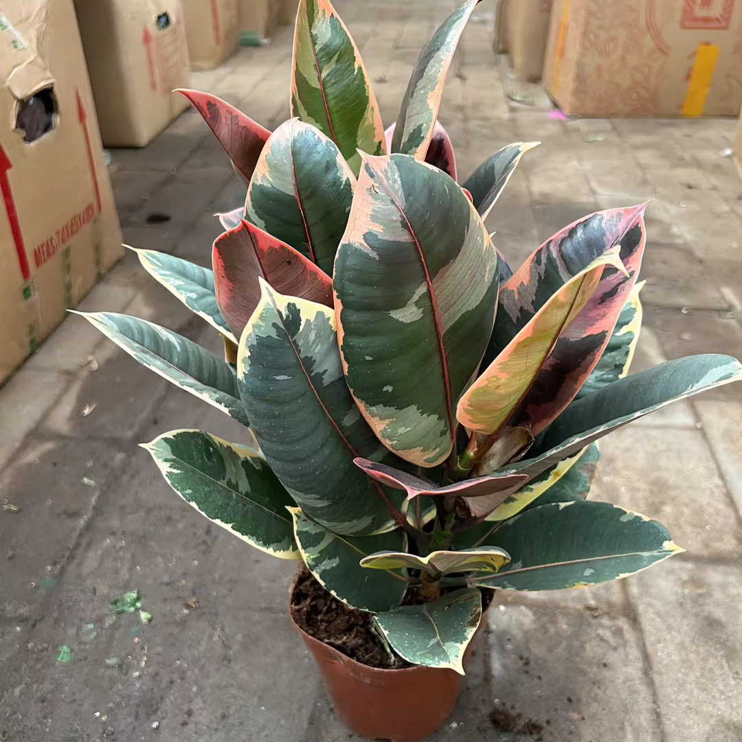 红关公绿植观叶盆栽