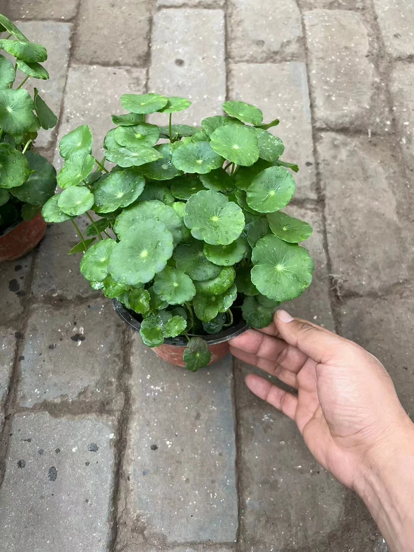 铜钱草盆栽拍一发二（收到黄叶介意勿拍