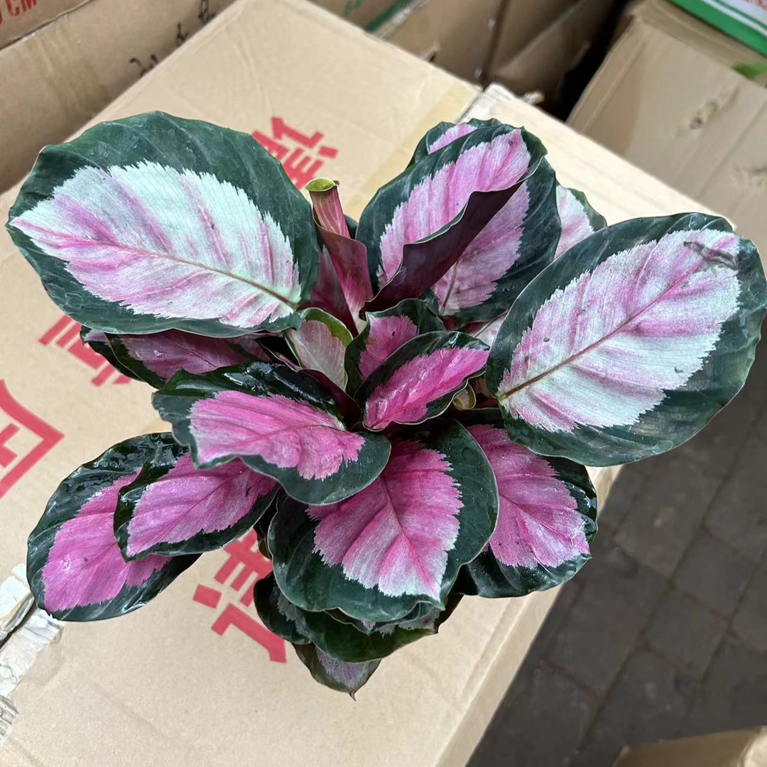 玫瑰红竹芋（盆底量起20公分
