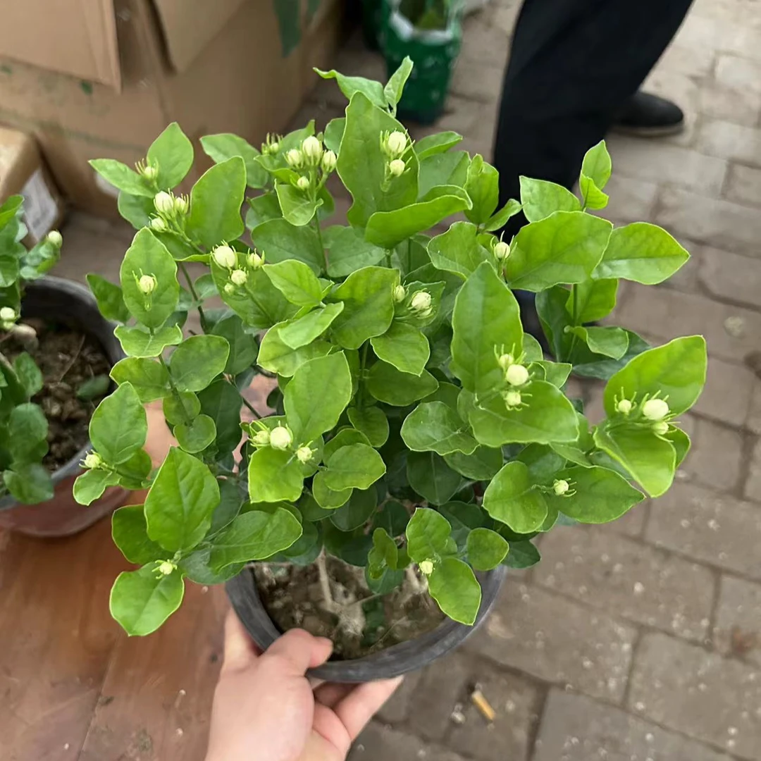 大盆茉莉室内喜光开花浓香盆栽