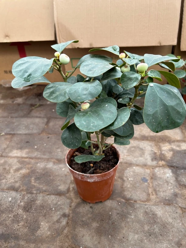 120菩提精品盆栽刘