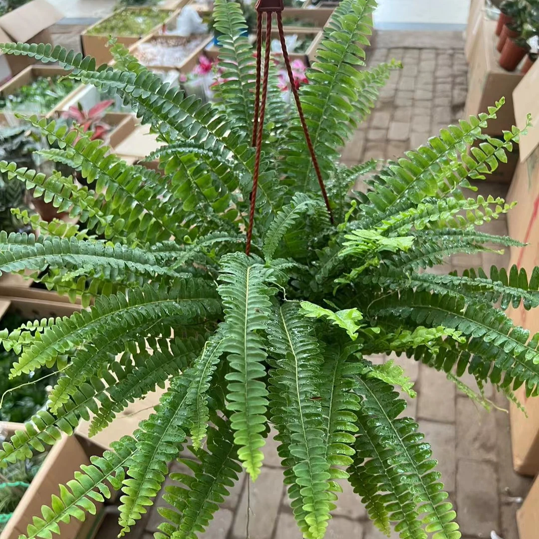 波斯蕨马来蕨吊兰绿植盆栽，，刘