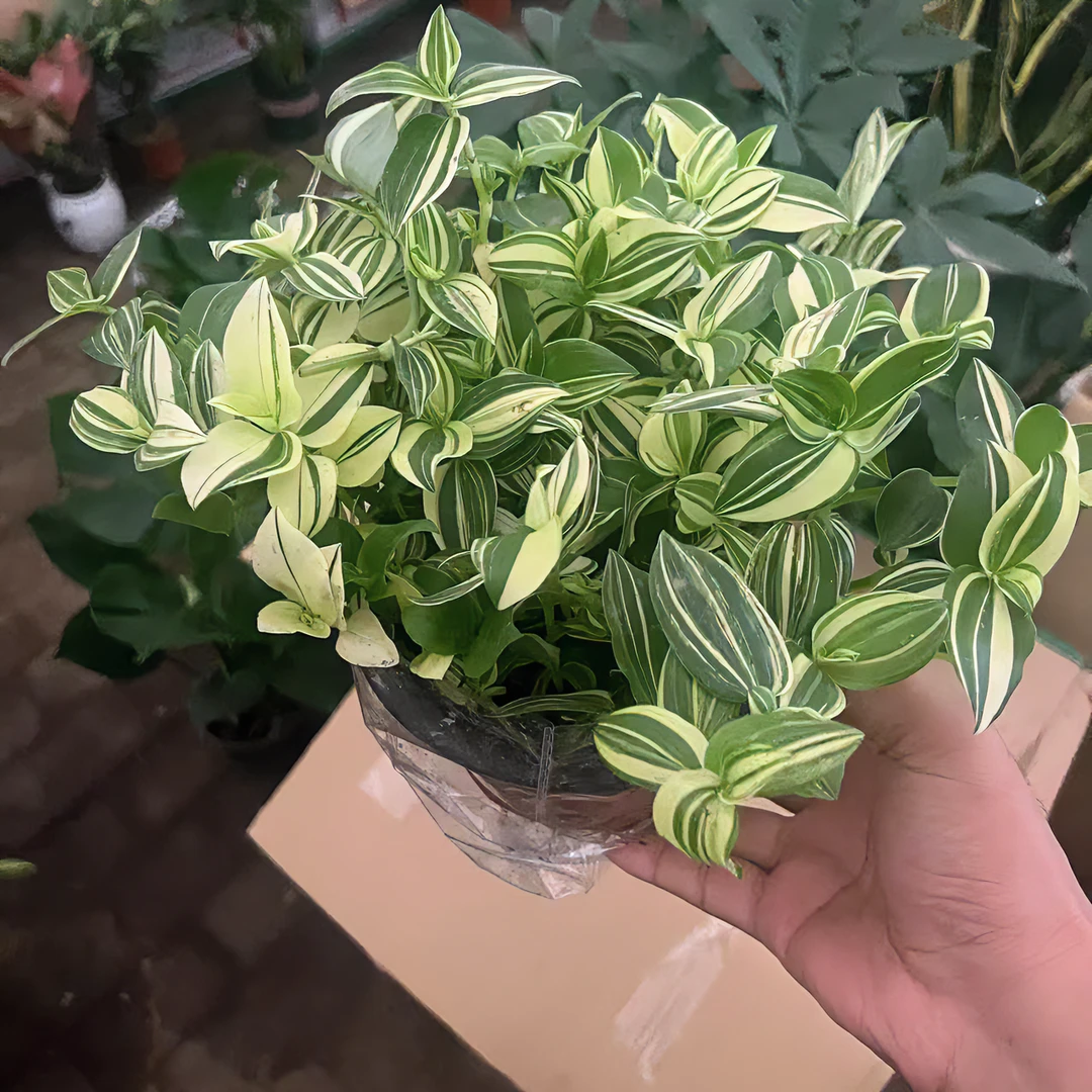抹茶盆栽（轻微掉枝 介意勿拍）