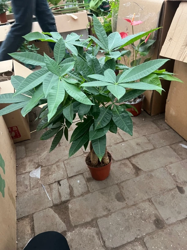辫子发财树盆栽1