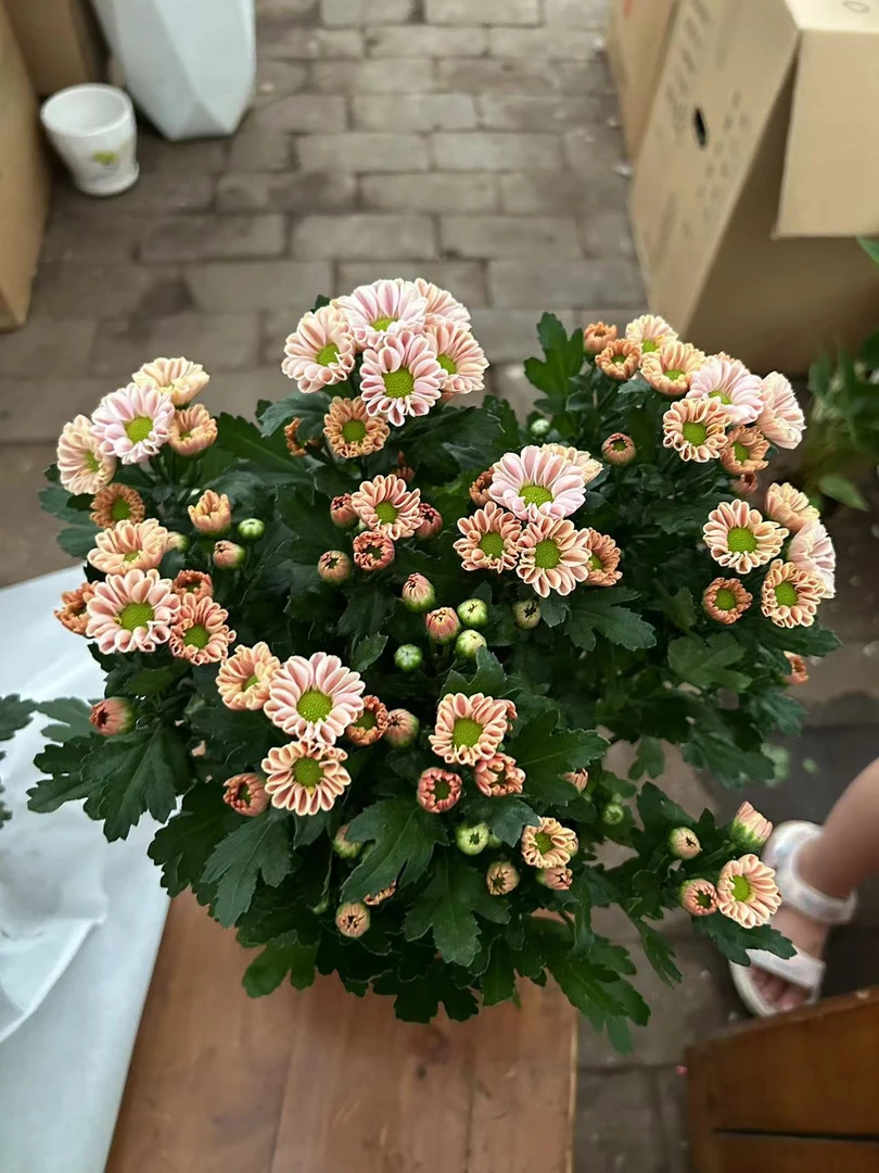 玲珑菊花盆栽绿植1