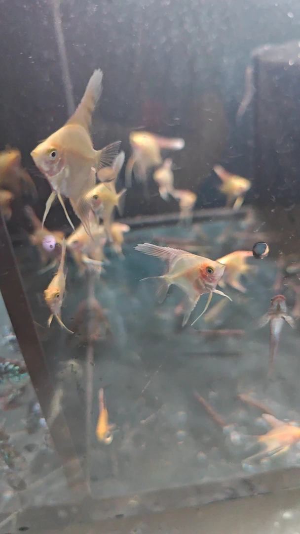 金仙热带鱼观赏鱼钻石鳞金神仙燕鱼水草缸活体宠物红金头神仙活体