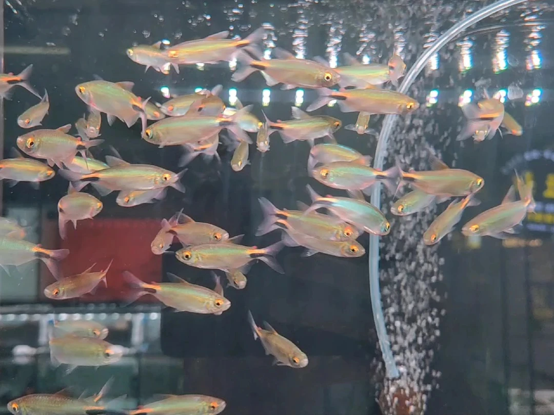 彩虹绿刚果鱼热带鱼非洲进口淡水鱼观赏鱼一线隆尼吉草缸群游活体