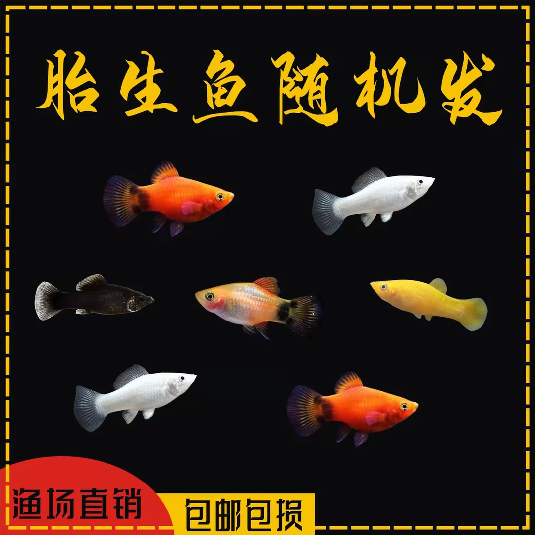 红米奇鱼胎生鱼小型鱼活体热带观赏鱼玛丽鱼孔雀鱼耐养红箭月光鱼