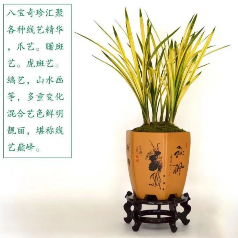 兰花艺草 八宝奇珍带八种叶艺 四季建兰浓香型不带花苞盆栽植物