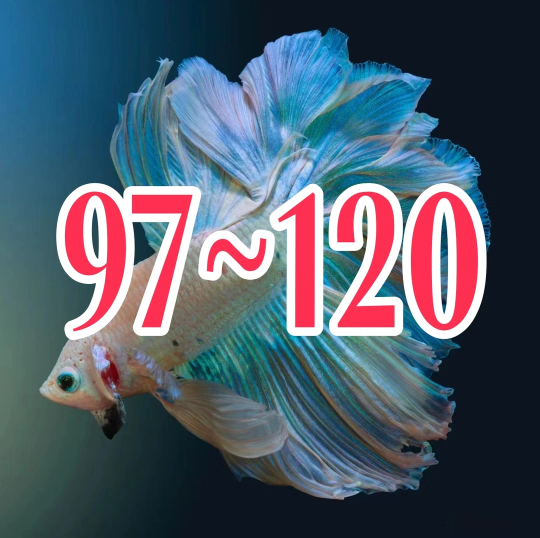 A2 (097-120) 精品泰国斗鱼小型热带观赏鱼耐活（直播间选鱼）