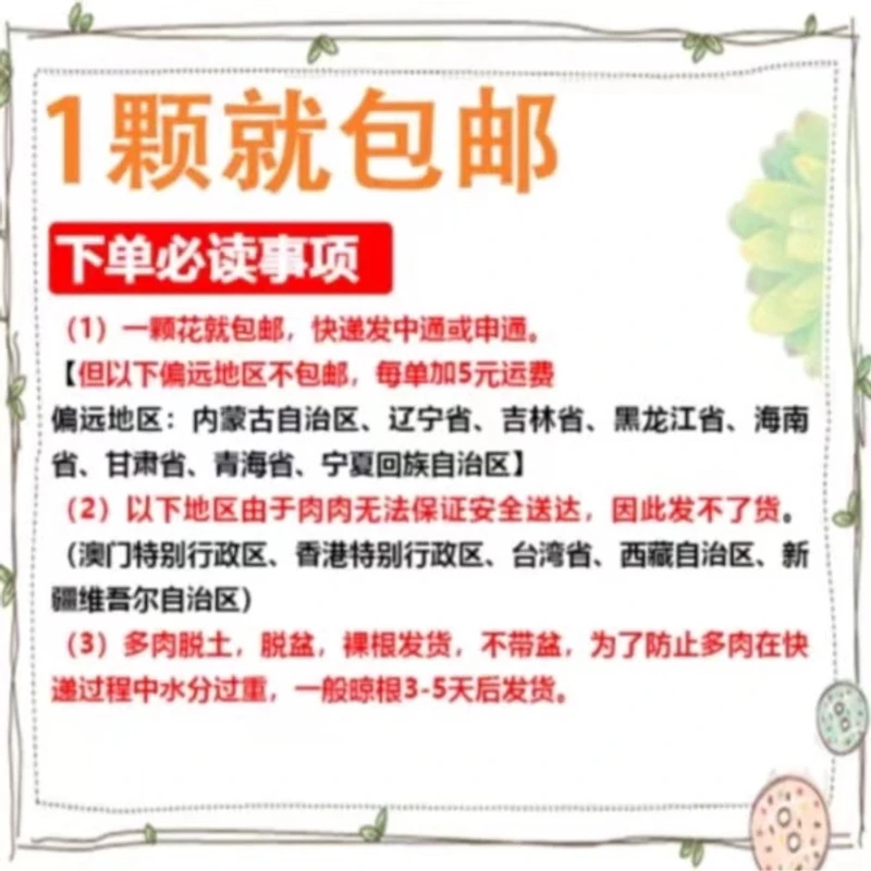 侧影多头180#HH 雪山多肉好看好养绿植新手闭眼入 一单也包邮