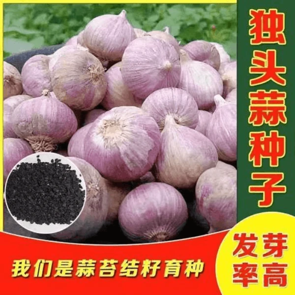 【5.9抢400粒送400粒】独头蒜种子秋季播种紫皮大蒜阳地栽蔬菜种子