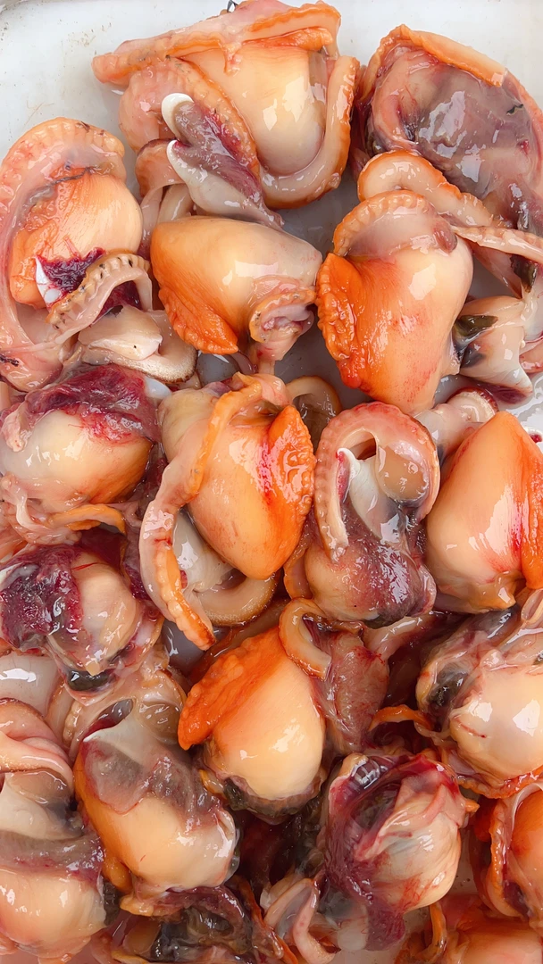 大连野生赤贝毛肉2斤（没去内脏）