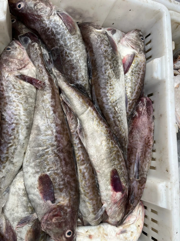 大连野生大头鱼  （称重）