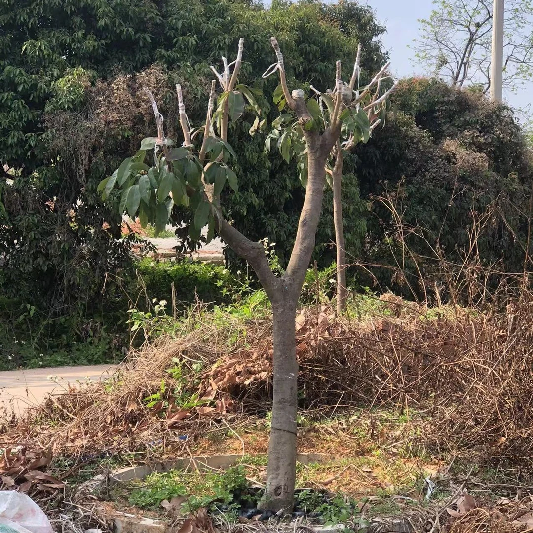 增城仙进奉芽条5条包邮（偏远地区除外）非树苗