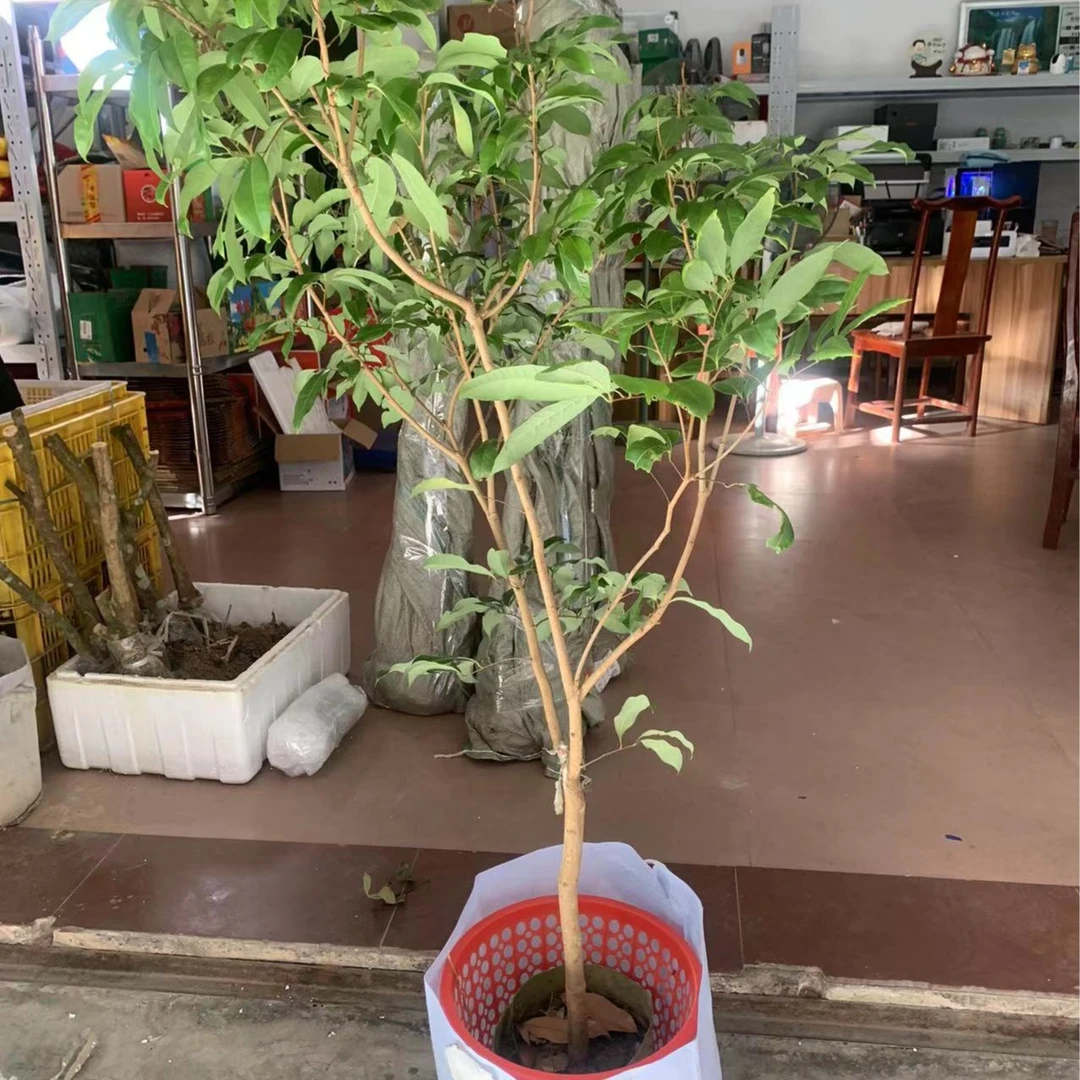 仙进奉盆栽增城荔枝包邮