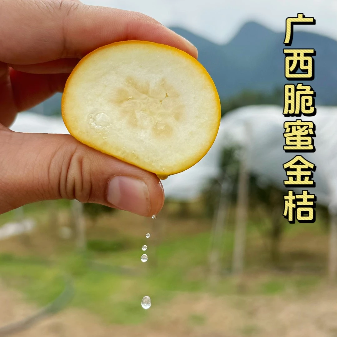 小王哥【山西专用】第三代广西融安金桔脆蜜1-3斤纯甜入口爆汁蜜甜