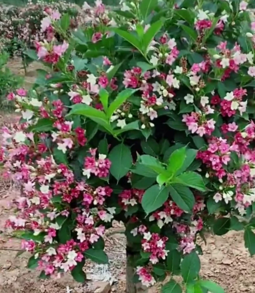 五彩锦带 红王子锦带 盆栽地栽包对版