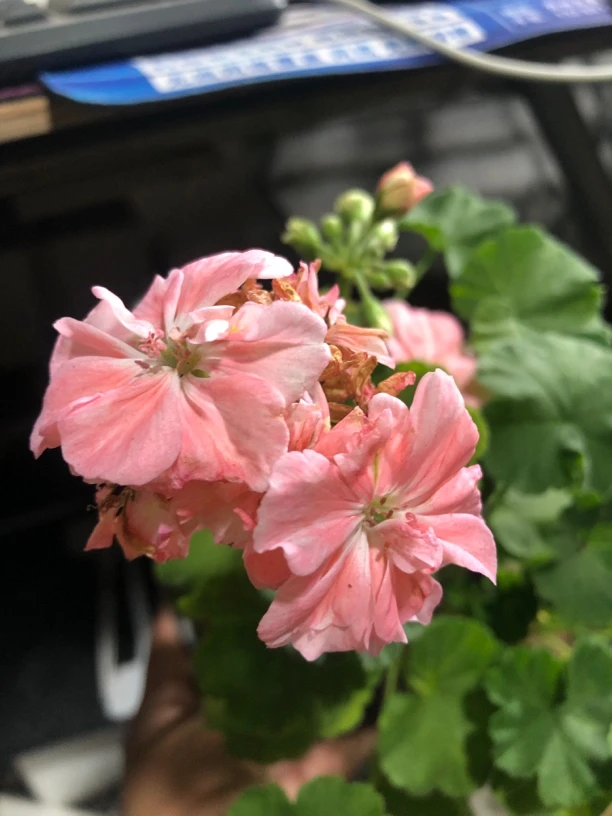 【玛贝卡玫瑰】直立天竺葵（零下拍保温冻坏不售后）